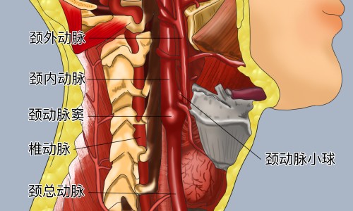 野山参的功效和作用-野沙参的功效与作用-专业野山参粉的功效与作用平台-野沙参的功效与作用图片
